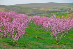 بهار در منطقه چایپاره شهرستان هوراند