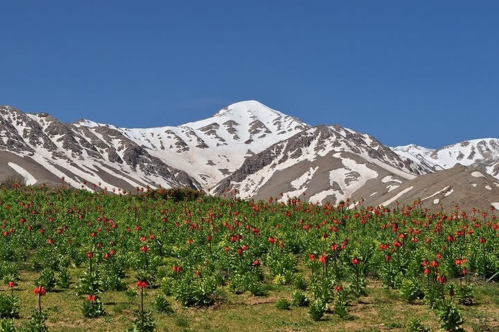 فریدون شهر عروس طبیعت اصفهان / پونه‌زار در گوش انسان نجوا می‌کند