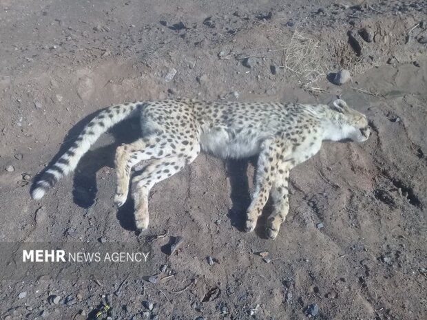 مقصران مرگ یوزپلنگهای توران شاهرود به مراجع قضایی معرفی می شوند