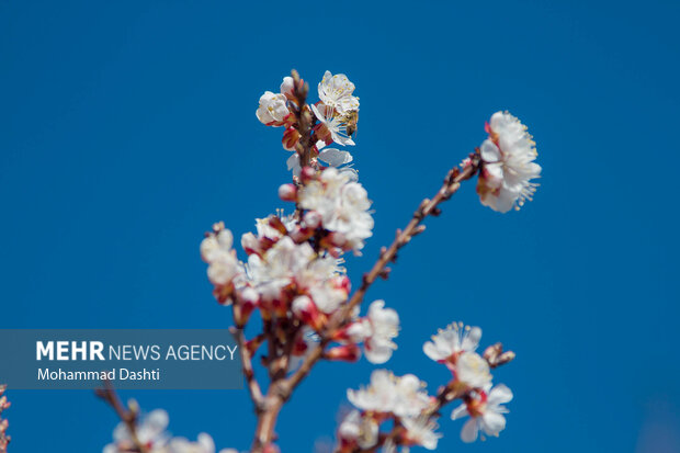 شکوفه‌های بهاری شهرستان «گرمی»