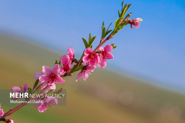 شکوفه های بهاری در شهرستان گرمی استان اردبیل