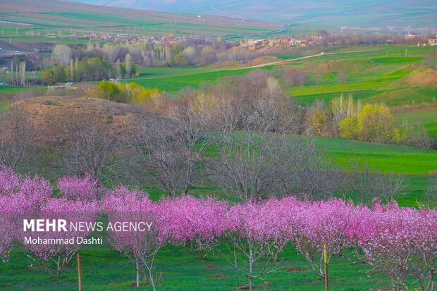 شکوفه های بهاری در شهرستان گرمی استان اردبیل