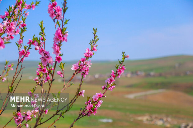 شکوفه های بهاری در شهرستان گرمی استان اردبیل