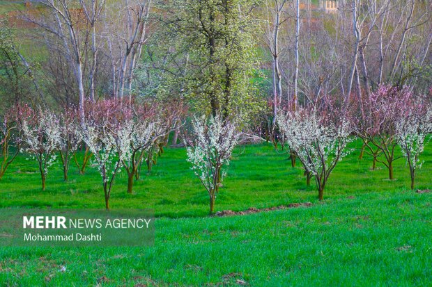  لزوم استفاده باغداران اردبیلی از دستگاه‌های ضدسرما و تگرگ