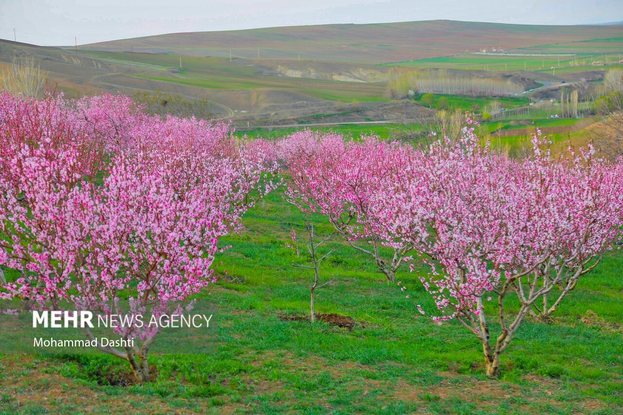 بهار در منطقه چایپاره شهرستان هوراند