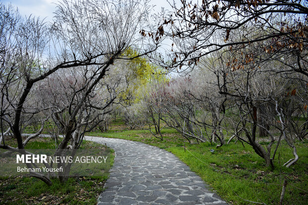 باغ گیاه شناسی ملی ایران