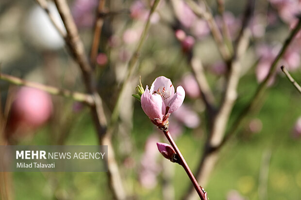 جلوه‌گری شکوفه‌های بهاری در گیلان