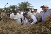 درو اولین خوشه‌های طلایی گندم توسط وزیر جهادکشاورزی در پیشین