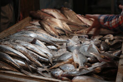 کارخانه بسته‌بندی و فراوری ماهی و میگو در بروجرد ایجاد می‌شود