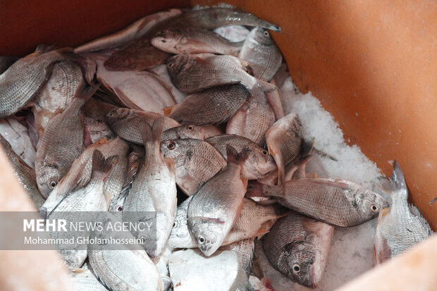 صید ماهی حلوا سفید در استان بوشهر ممنوع شد