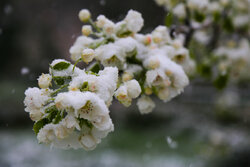خودنمایی زمستان در بهار اردبیل/ارتفاع برف به ۴۵ سانتیمتر رسید