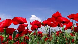 دشت زیبای شقایق در شهر راز ‌