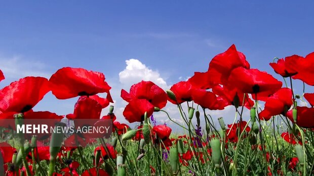دشت زیبای شقایق در شهر راز ‌