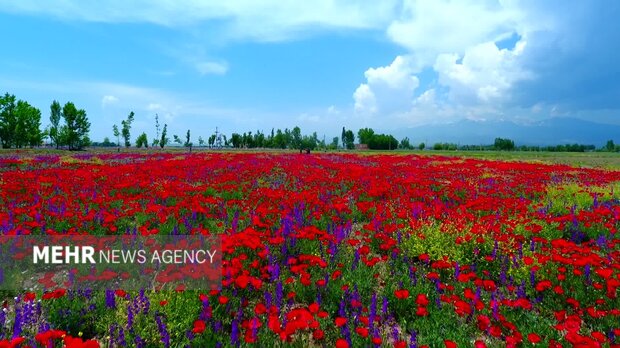 دشت شقایق روستای ون کاشان