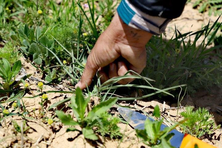 طبیعت آذربایجان غربی بستر رویش گیاهان دارویی
