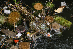 سبزه عید و ماهی‌های قرمز را در رودخانه‌ها و آبگیرها رها نکنید