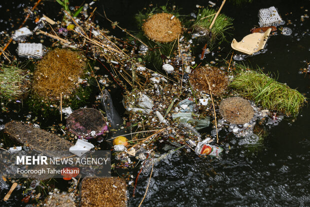 سبزه عید و ماهیهای قرمز را در رودخانهها و آبگیرها رها نکنید