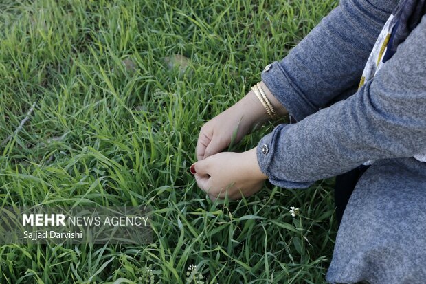 Iranians embrace beauty of spring on 'Sizdah Bedar'