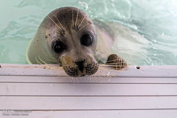کشف لاشه یک قلاده فک خزری در ساحل پارک ملی بوجاق کشف لاشه یک قلاده فک خزری در ساحل پارک ملی بوجاق