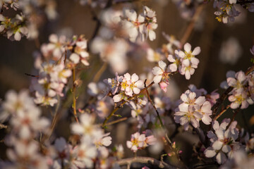 Spring blossoms in Qazvin Traditional Gardens
