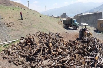 کشف و ضبط ۱۶۶ تن چوب قاچاق طی سال گذشته