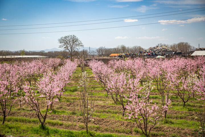 Spring blossoms in Qazvin Traditional Gardens
