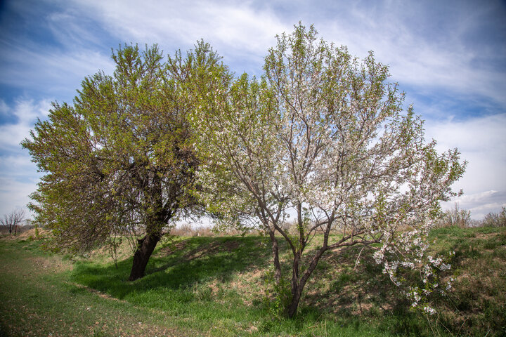 Spring blossoms in Qazvin Traditional Gardens
