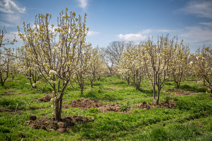 Spring blossoms in Qazvin Traditional Gardens
