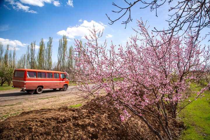 Spring blossoms in Qazvin Traditional Gardens
