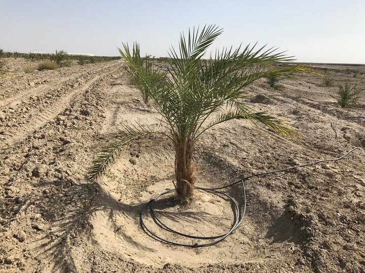 تجهیز ۱۲۵۰ هکتار از اراضی سیستان و بلوچستان به سیستم آبیاری نوین