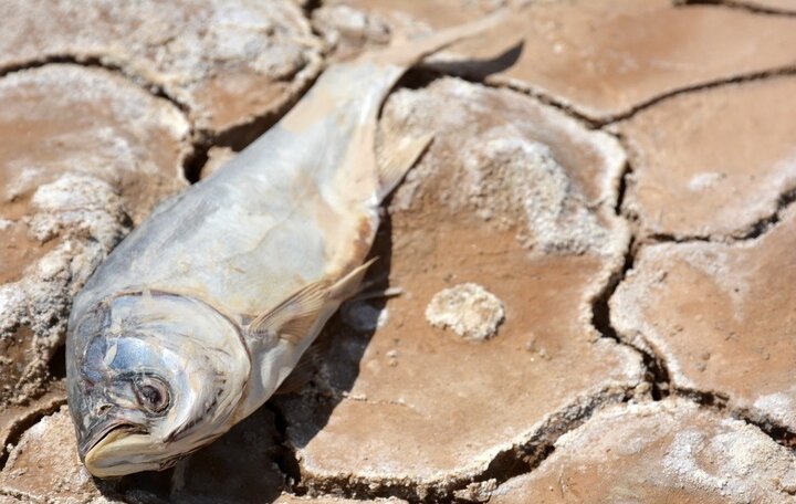 هشدار درباره وضعیت هامون/اجحاف در حق تاریخی و بینالمللی ایران