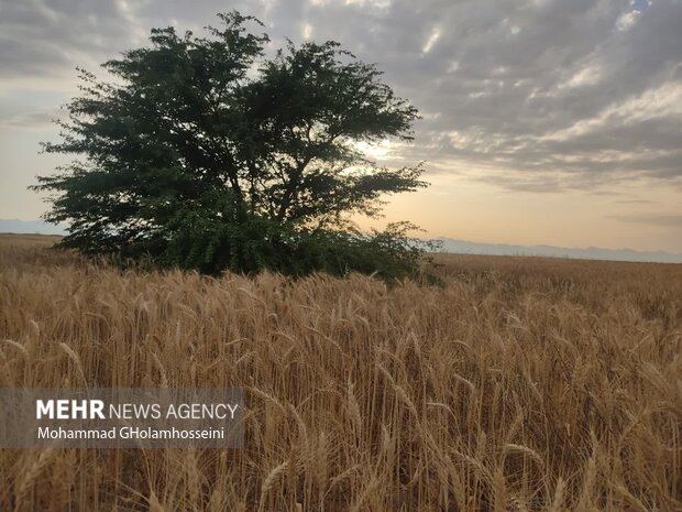 برداشت گندم از ۶ هزار هکتار مزارع لامرد آغاز شد