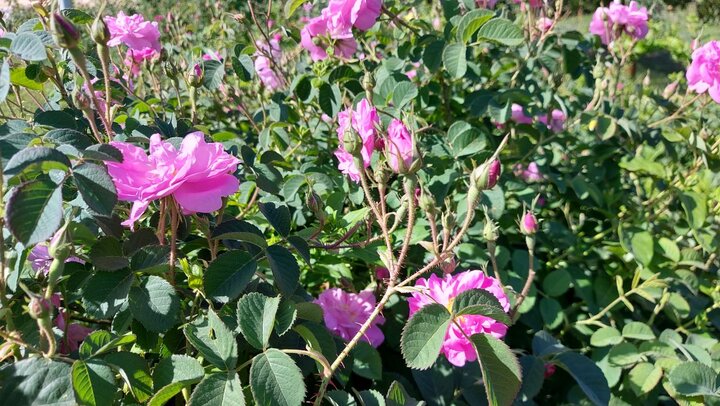 آغاز برداشت گل محمدی در سیستان و بلوچستان