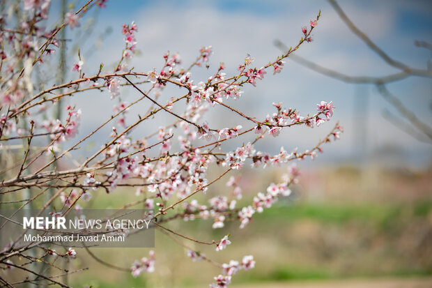 جلوه شکوفه‌های بهاری در باغستان سنتی قزوین