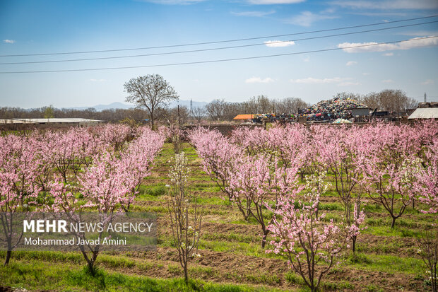 جلوه شکوفه‌های بهاری در باغستان سنتی قزوین