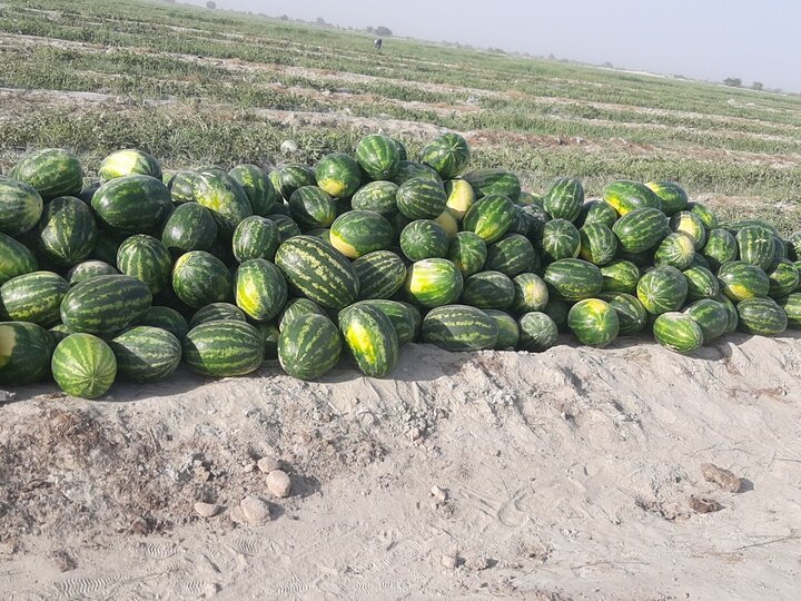 افزایش 66.67 درصدی قیمت هندوانه در هفته جاری + جدول
