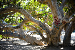 یادگاری روی درختی با قدمت هزار سال