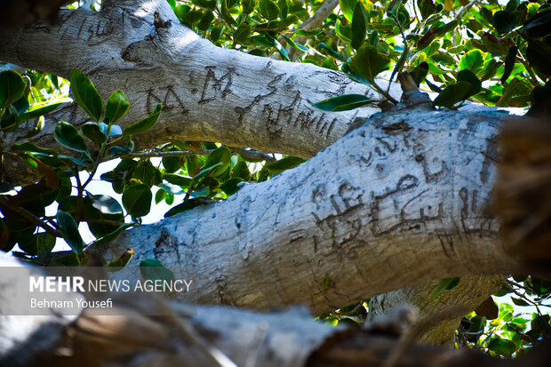 یادگاری روی درختی با قدمت هزار ساله
