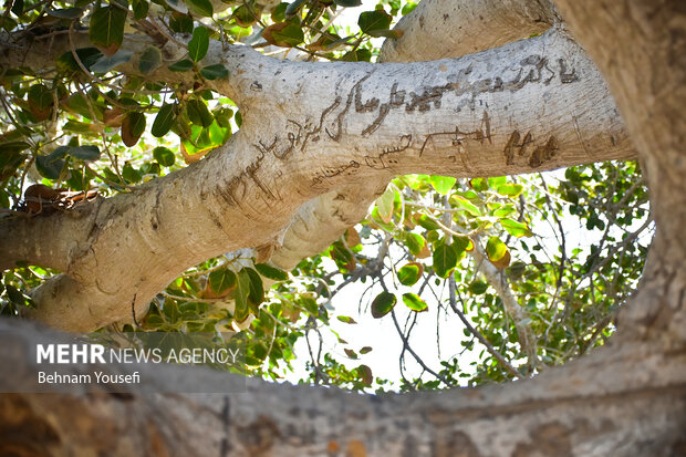 یادگاری روی درختی با قدمت هزار ساله