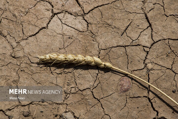 دیمزارهای اردبیل ۱۰۰ درصد خسارت دیده است/ گلستان و اردبیل در صدر خسارت خشکسالی
