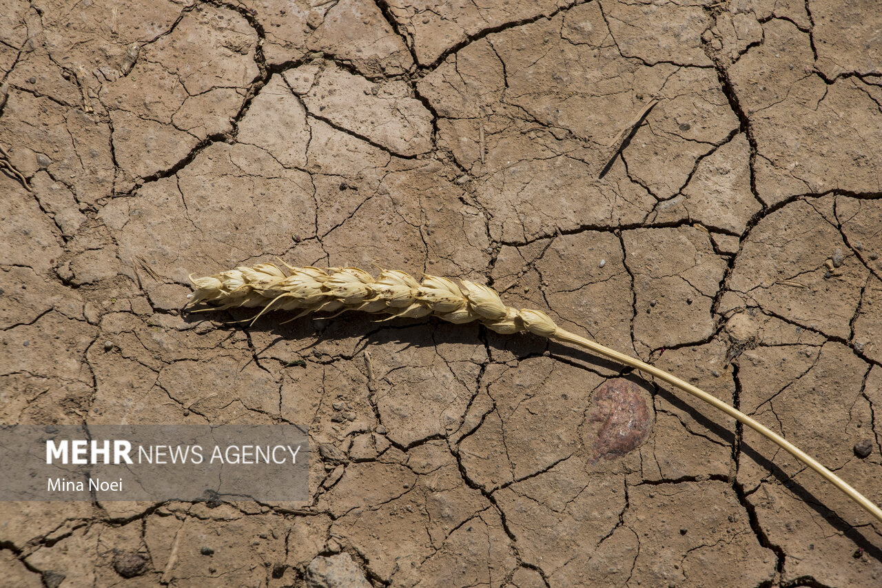 خشکسالی شدید در ۵۸ درصد مساحت اردبیل