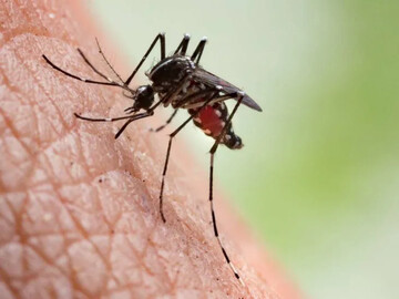 شناسایی ۲ بیمار مبتلا به مالاریا در جهرم