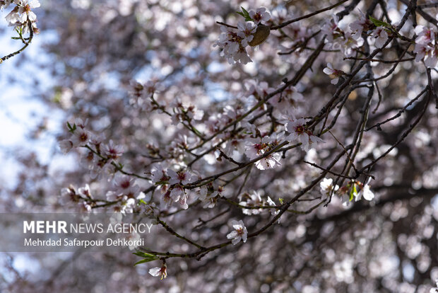 Eye-catching spring blossoms in Chaharmahal and Bakhtiari
