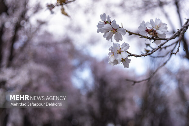 Eye-catching spring blossoms in Chaharmahal and Bakhtiari
