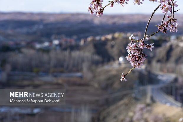 Eye-catching spring blossoms in Chaharmahal and Bakhtiari
