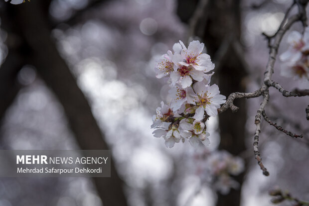 Eye-catching spring blossoms in Chaharmahal and Bakhtiari
