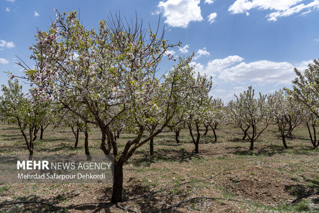 Eye-catching spring blossoms in Chaharmahal and Bakhtiari
