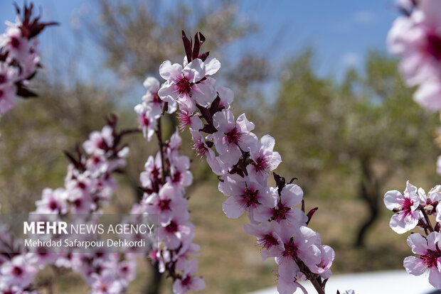 Eye-catching spring blossoms in Chaharmahal and Bakhtiari
