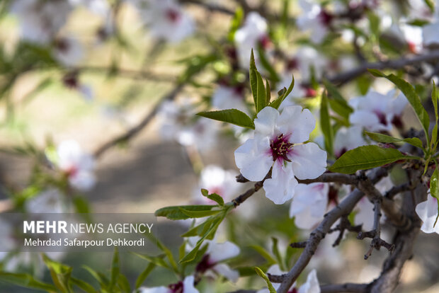 Eye-catching spring blossoms in Chaharmahal and Bakhtiari
