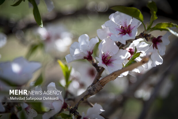 Eye-catching spring blossoms in Chaharmahal and Bakhtiari
